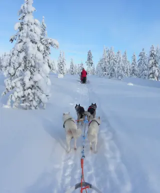 Ausfahrten in der schneebedeckten Winterlandschaft Finnlands